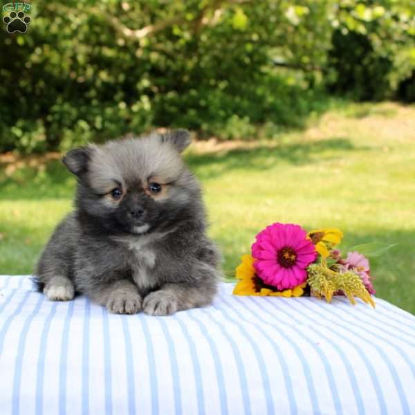 Laura, Pomeranian Puppy